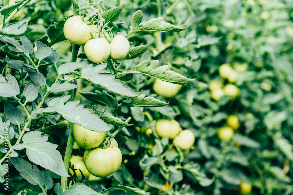 Tomatoes Growing On Vine In Greenhouse