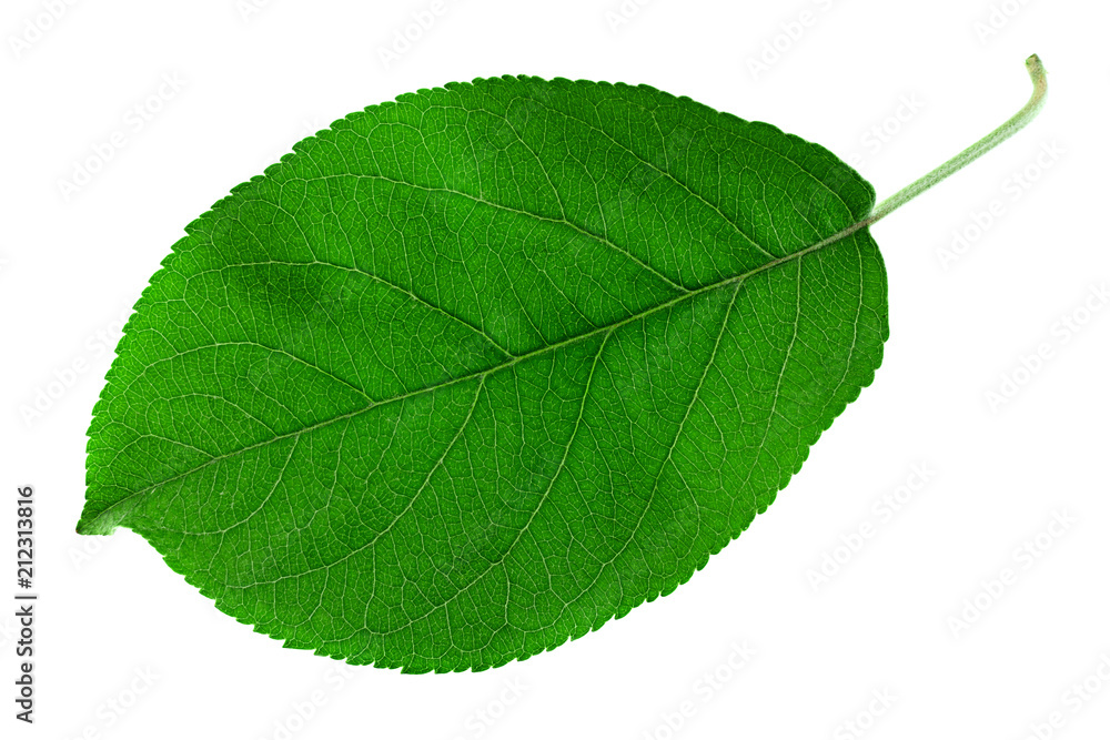 Apple leaf on white