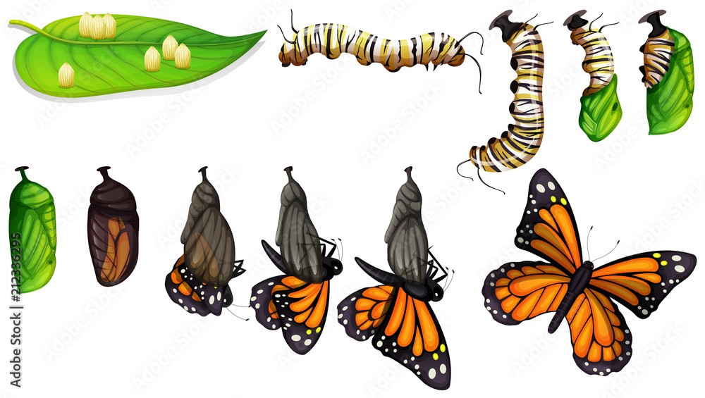 The butterfly life cycle