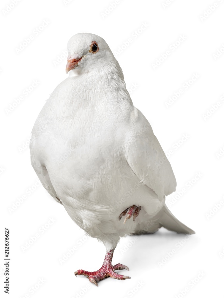 White Dove Standing on One Foot