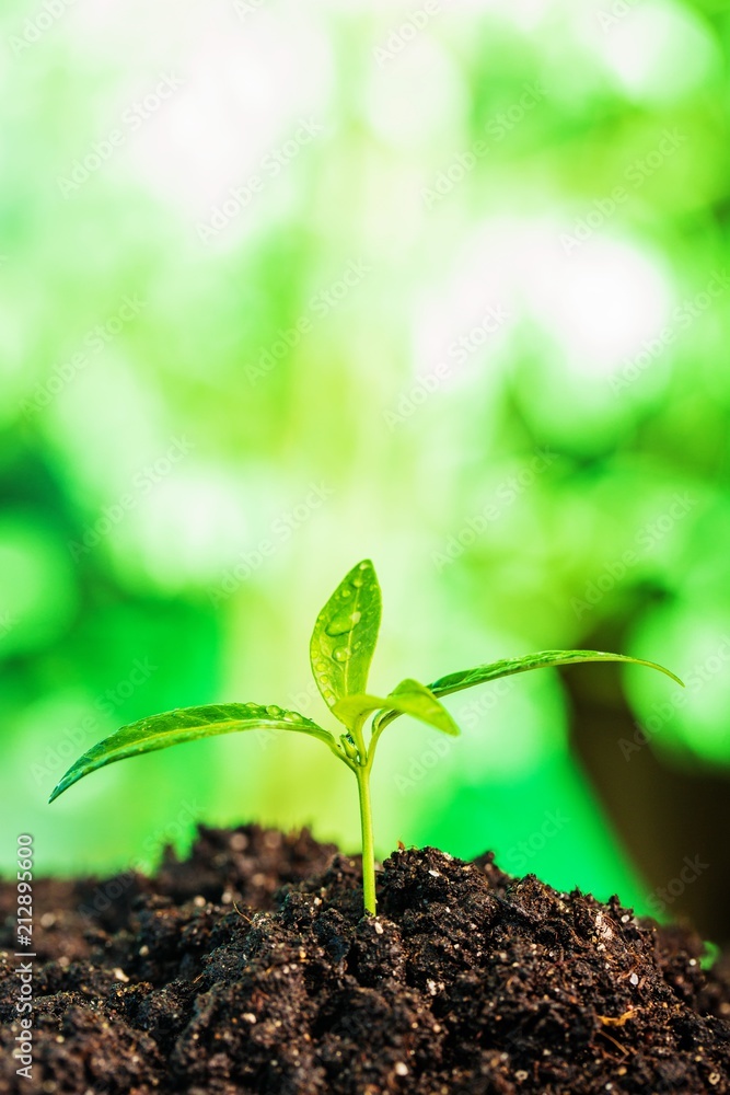 young plant growing on healthy soil