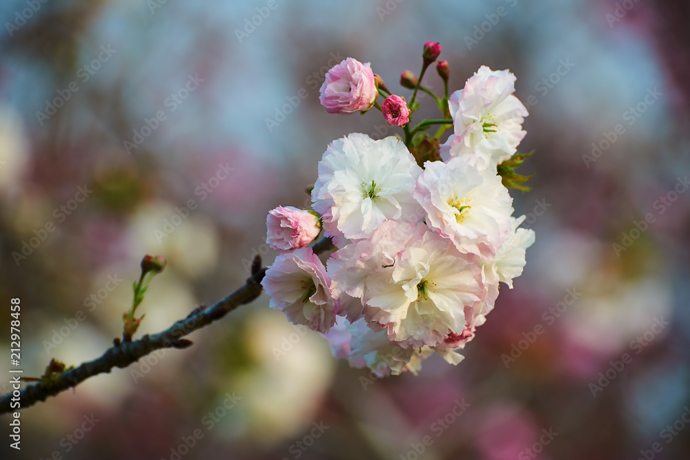 樱花在花园里绽放。