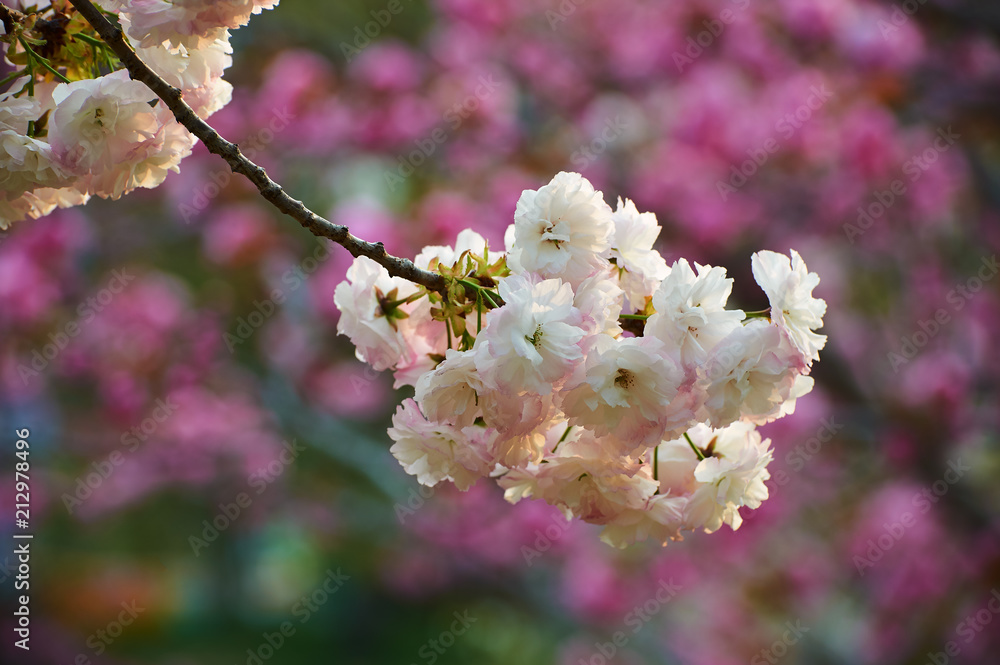 樱花在花园里绽放。