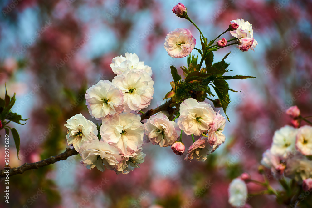 樱花在花园里绽放。