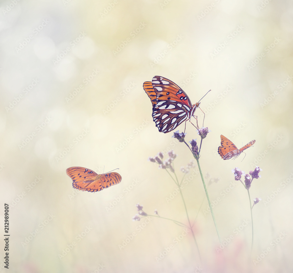 Gulf Fritillary butterflies