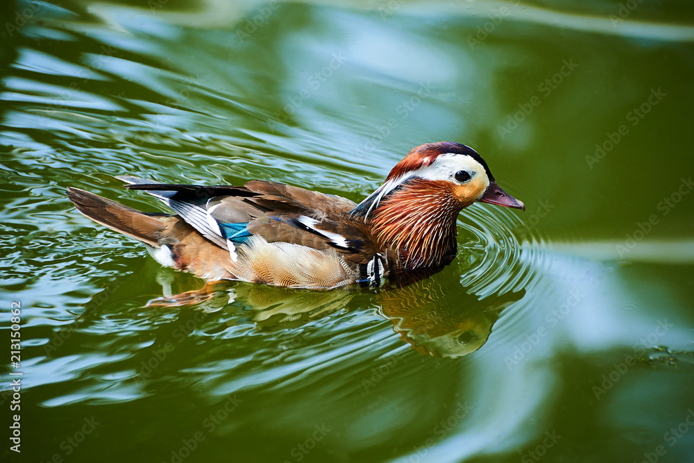 Mandarin duck in lake water.