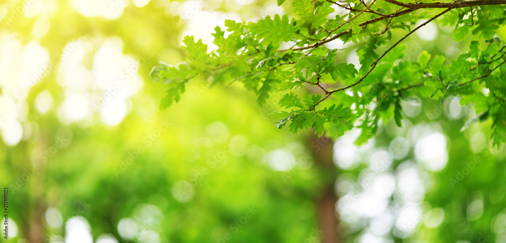 Oak leaves background in summer with beautiful sunlight. Green foliage