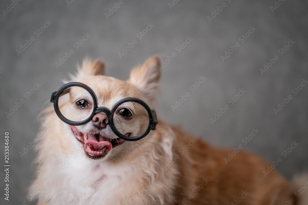 cute brown chihuahua wear black round glasses with grey leather background