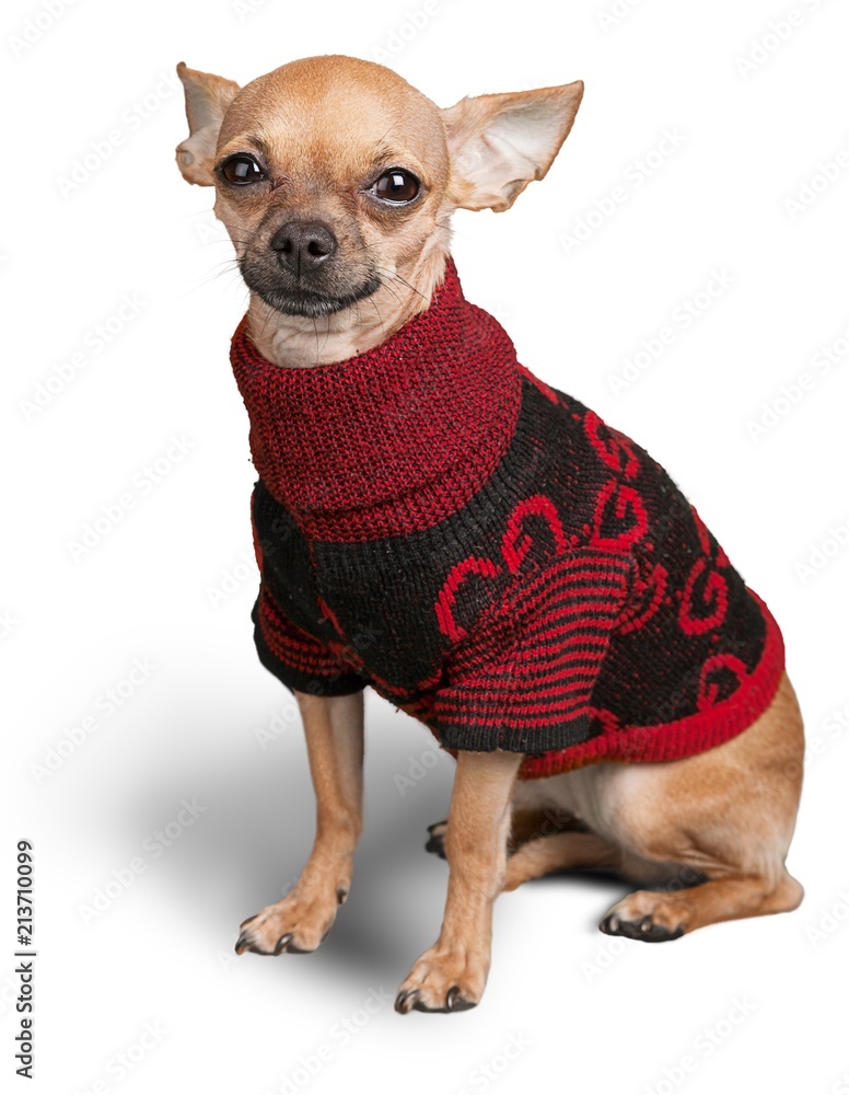 Chihuahua Wearing a Sweater