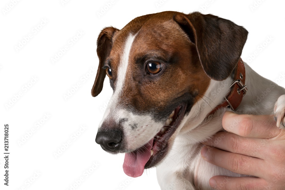 Jack Russell Terriers Head Close-Up