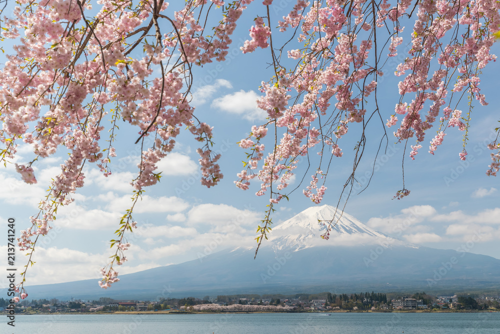 日本春季川口湖樱花和富士山