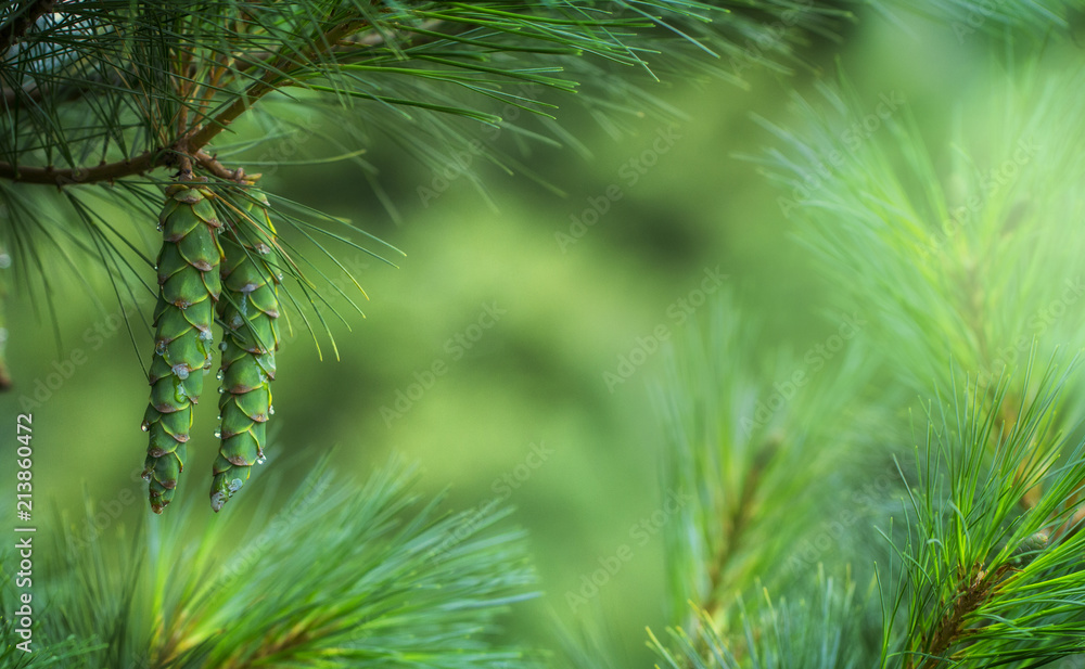 Young pine cones, with drops of resin on the surface. Macro photography