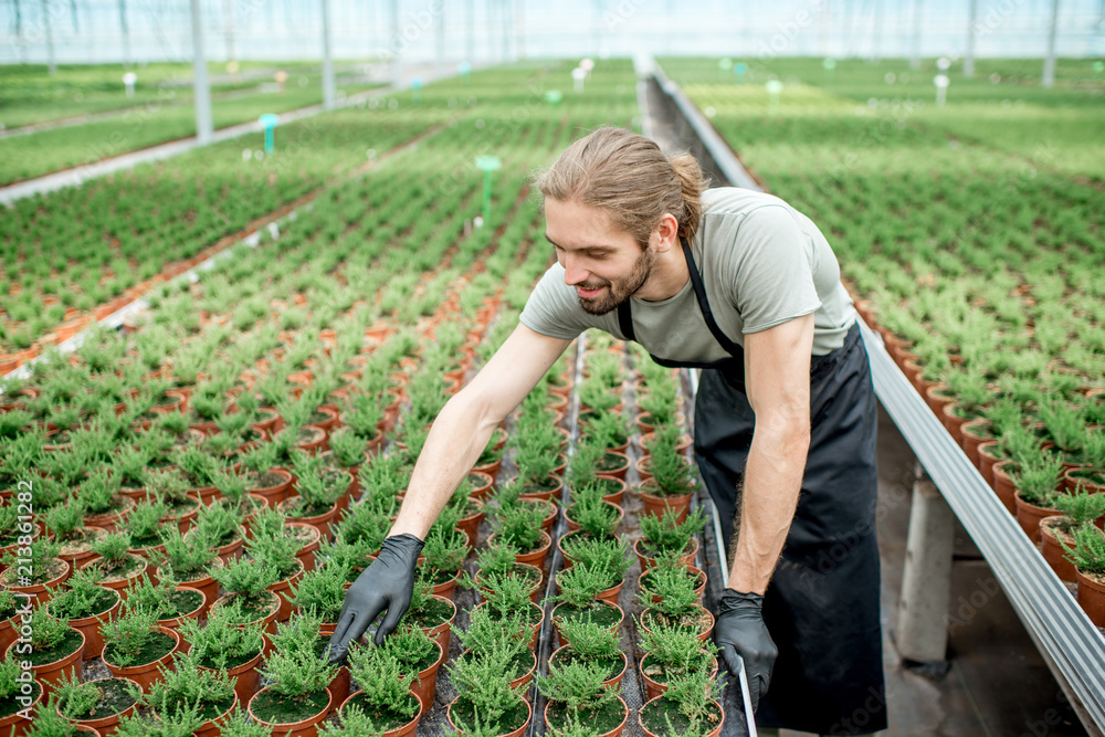 Handsome worker taking care of plants supervising the growing process in the greenhouse of plant pro