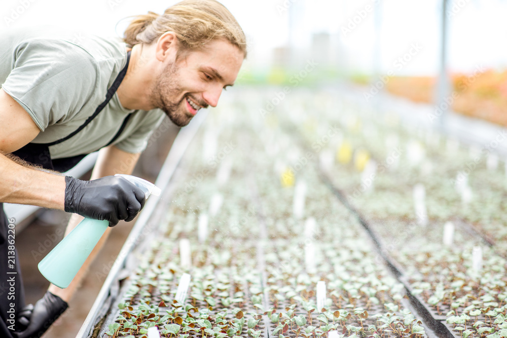 Worker taking care of plants sprinkling with water on the small seedlings in the greenhouse of the p