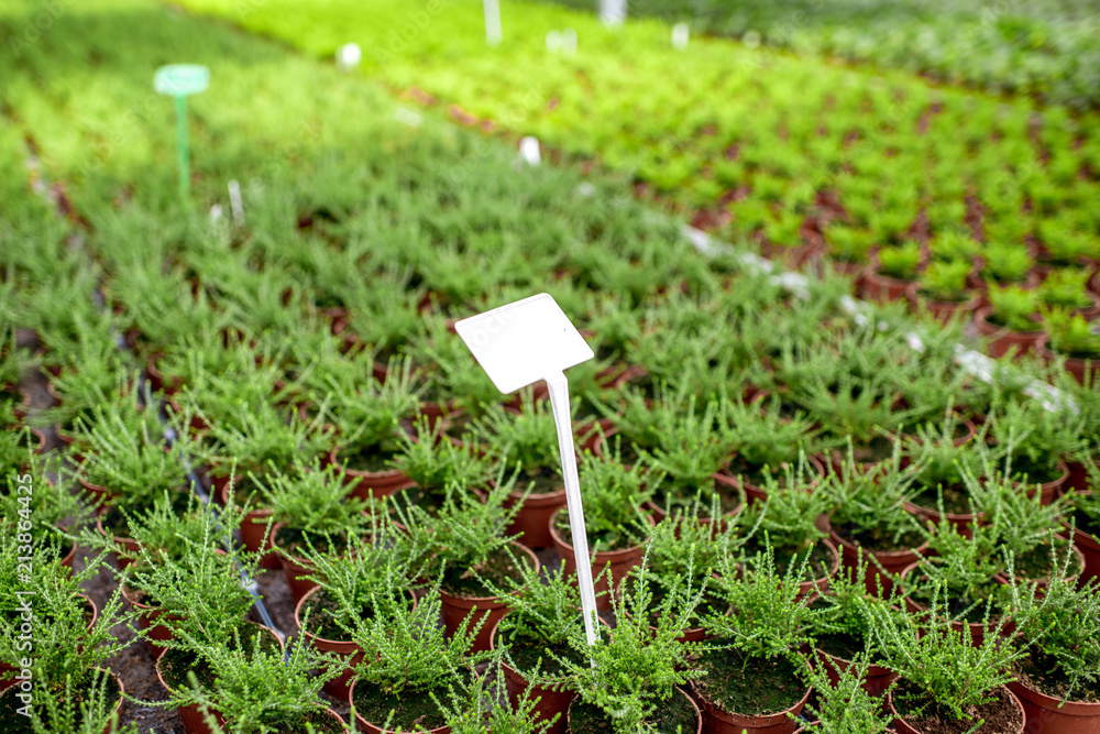 生长在植物生产农场温室中的绿色植物