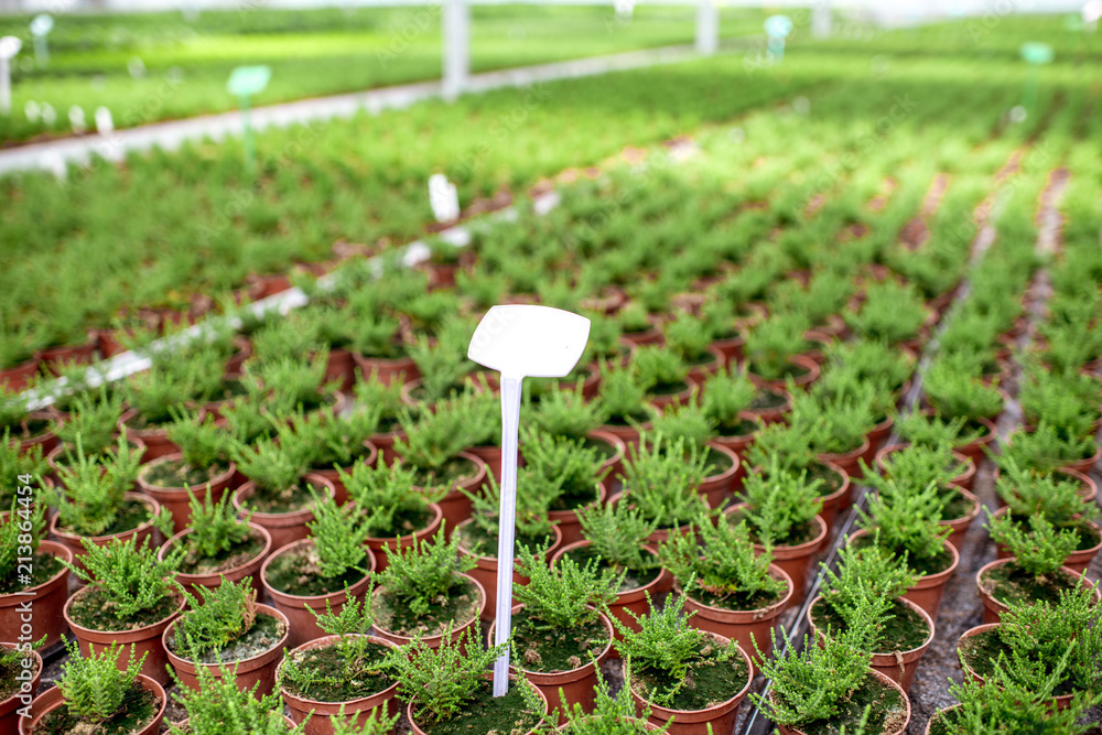 绿色植物生长在植物生产农场的温室中