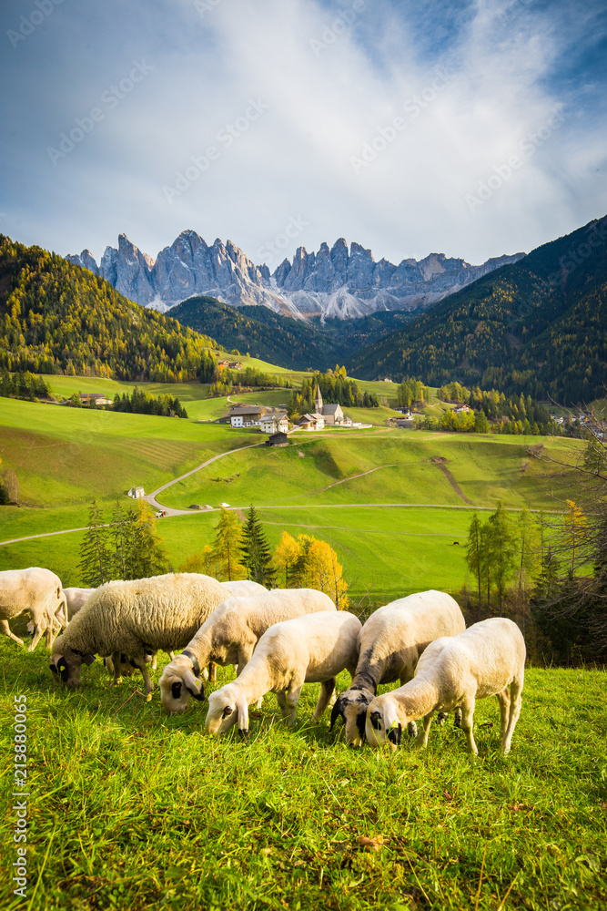 Dolomites mountain scenery with grazing sheep, Val di Funes, South Tyrol. Italy