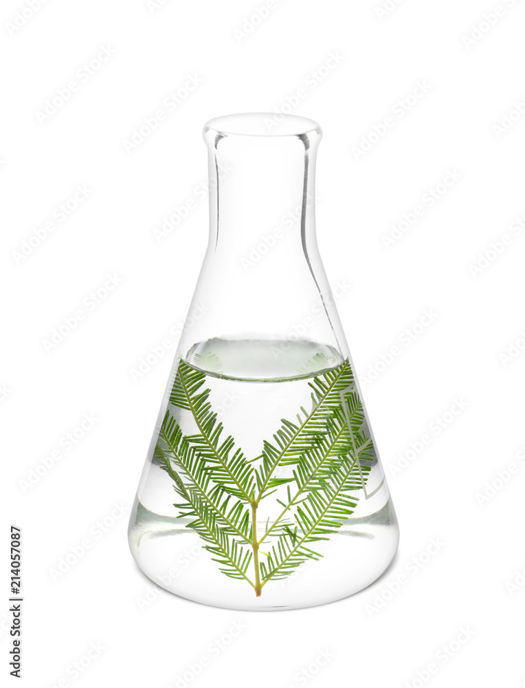 Glass flask with plant on white background