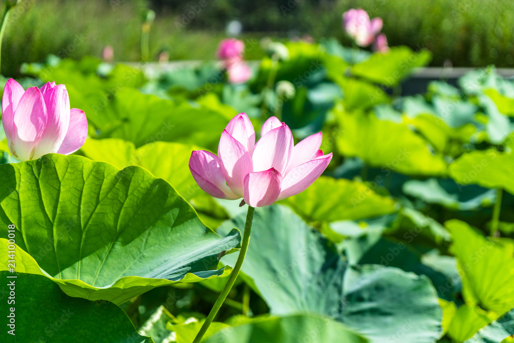 花园里的荷花