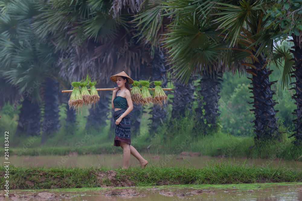 女农民在雨季种植水稻。