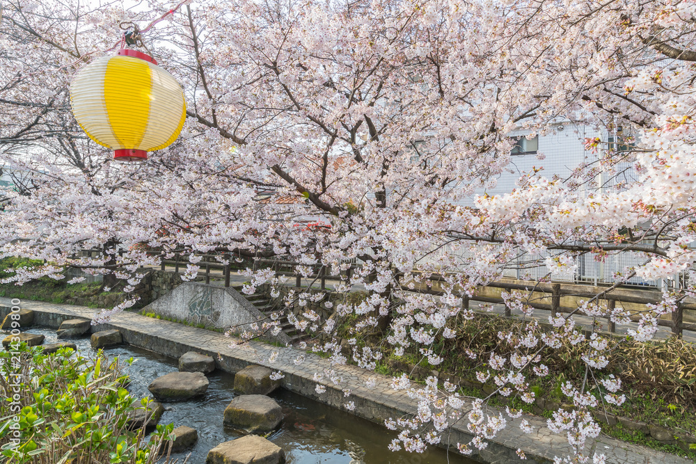 日本樱花春季小运河樱花