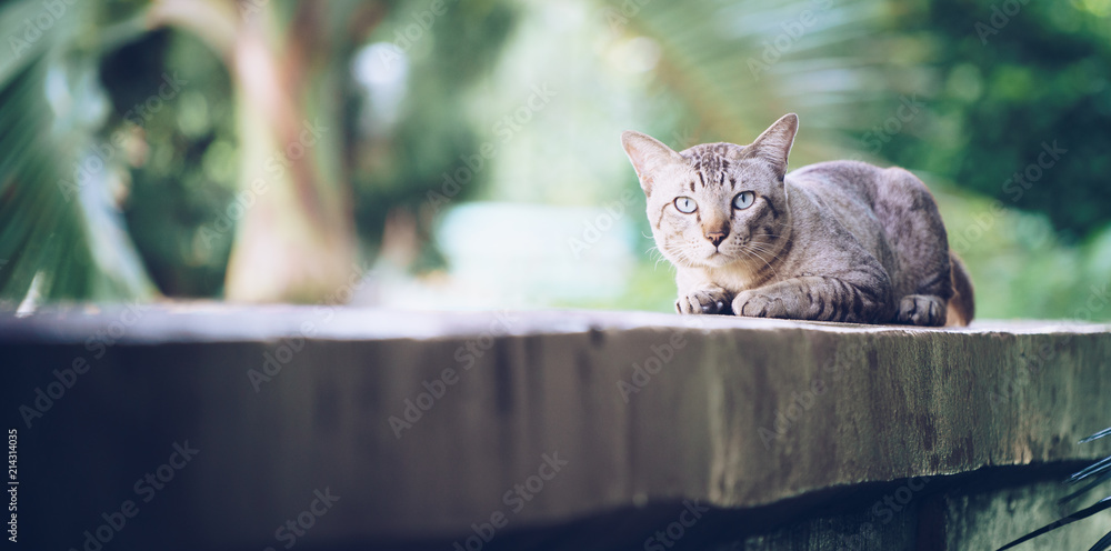 Cat on the house wall looking at camera