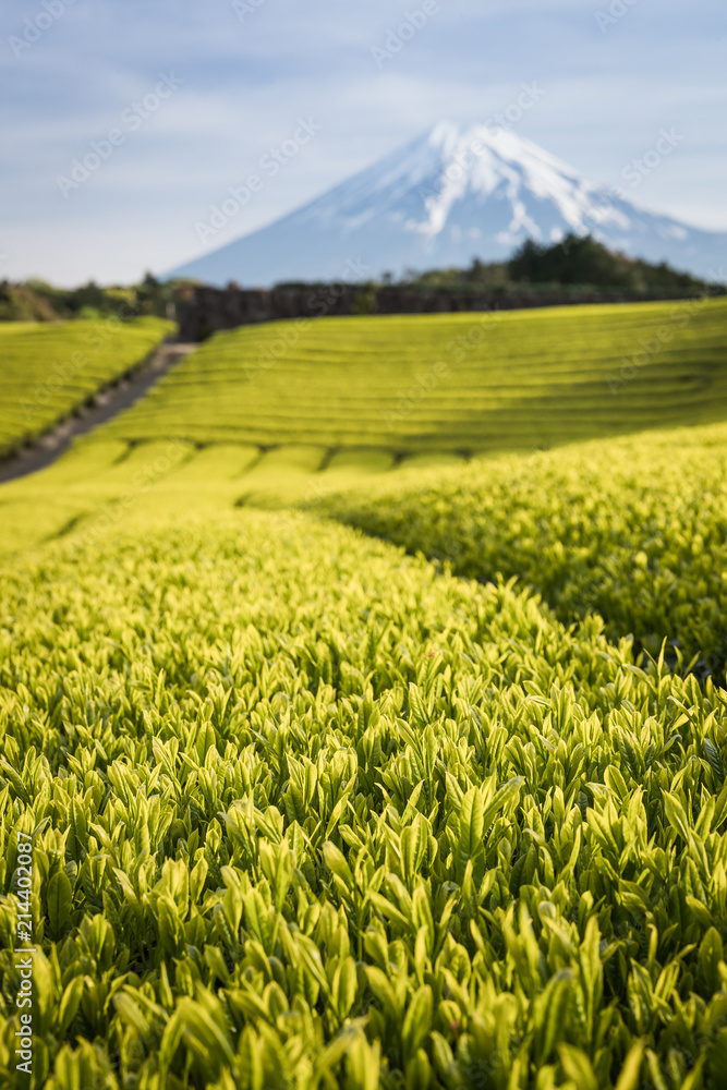 静冈县春天的茶园和富士山