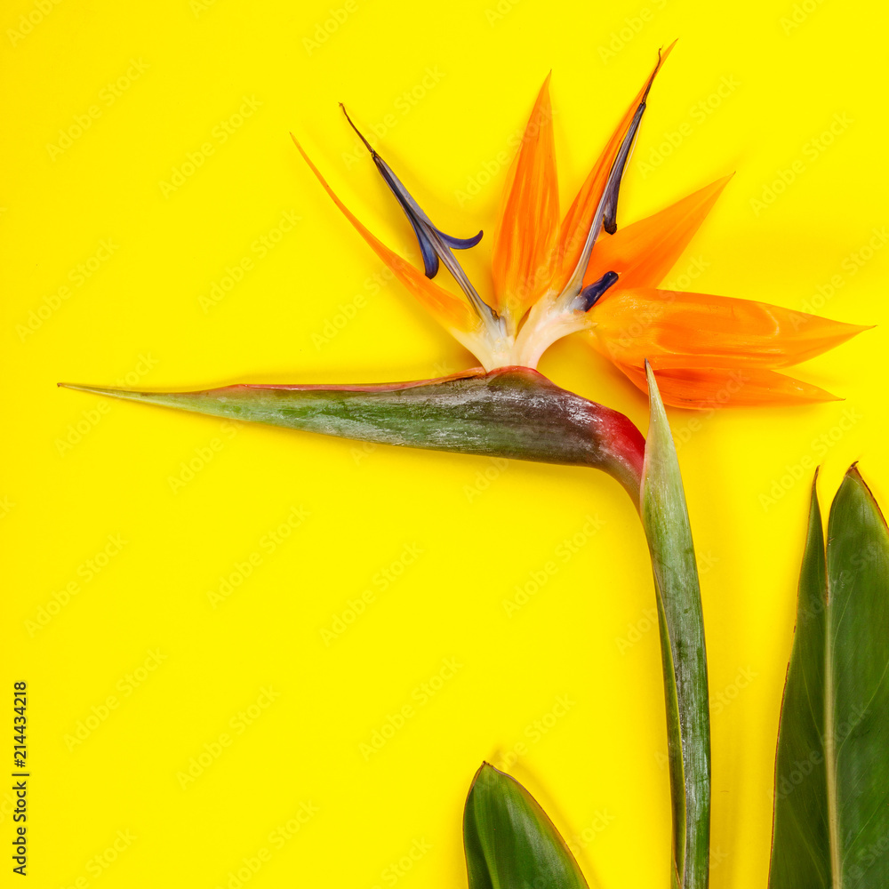 天堂鸟花Strelitzia reginae