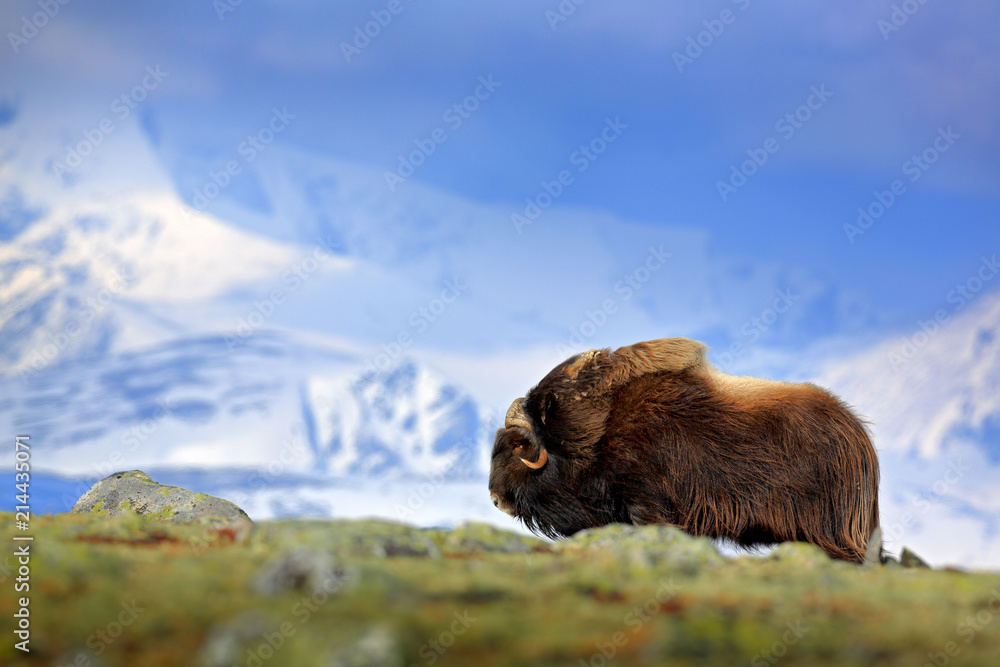 麝香牛，Ovibos moschatus，背景是高山和雪，自然栖息地中的大动物