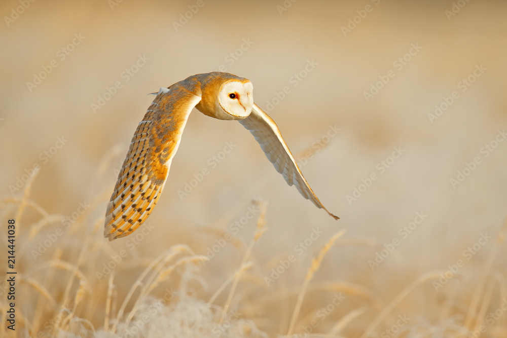 猫头鹰张开翅膀飞翔。仓鸮，Tyto alba，早上在雾凇白色的草地上飞翔。野生