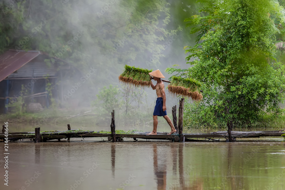 亚洲农民在雨季种植水稻