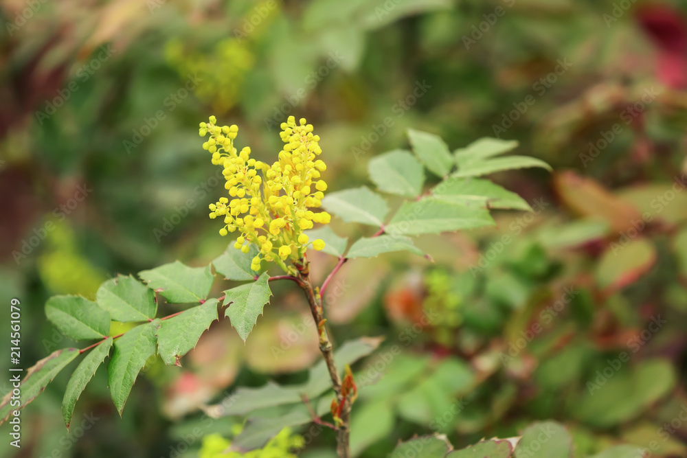 室外美丽的开花树枝