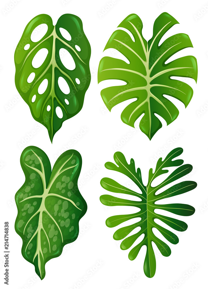 A set of tropical leaves