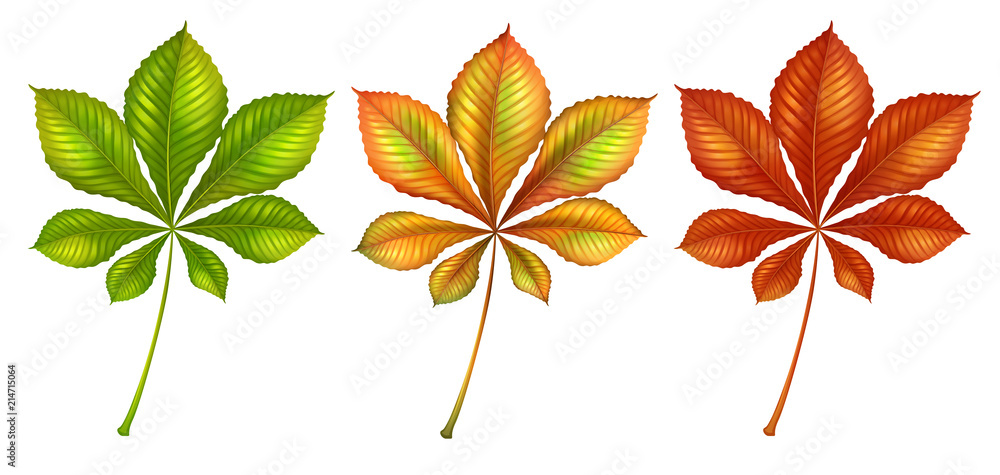 Set of different color leaves