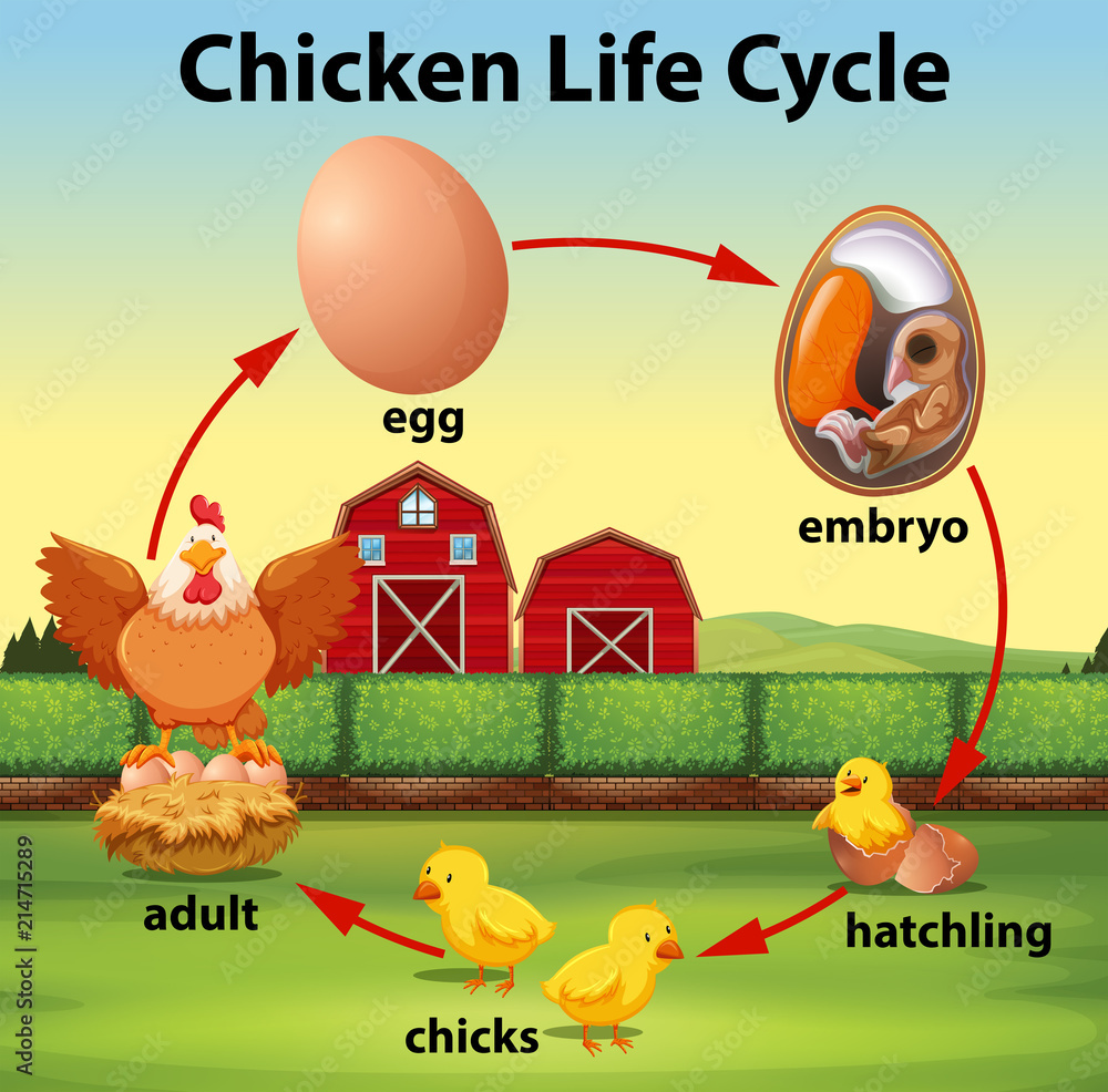 Science chicken life cycle