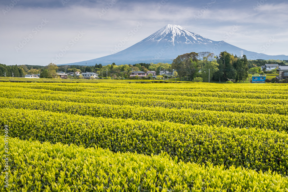 静冈县春天的茶园和富士山