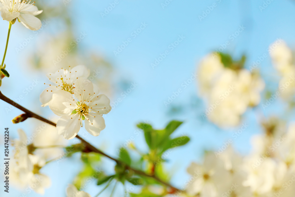 室外美丽的开花树，特写