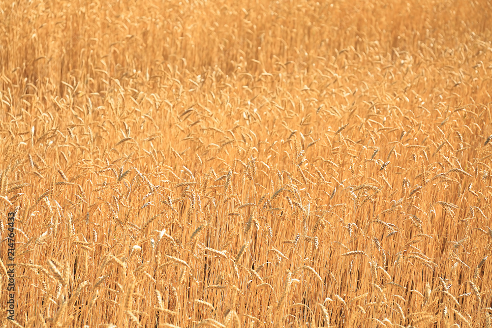 Wheat spikelets in field on sunny day