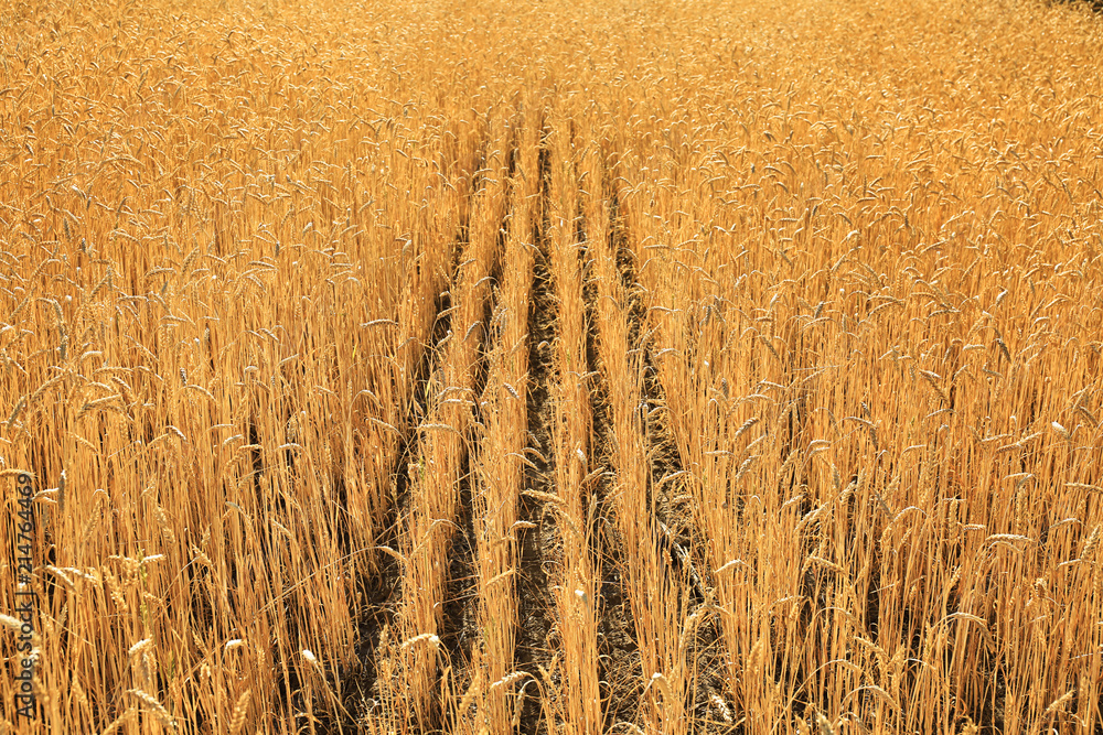 Wheat spikelets in field on sunny day