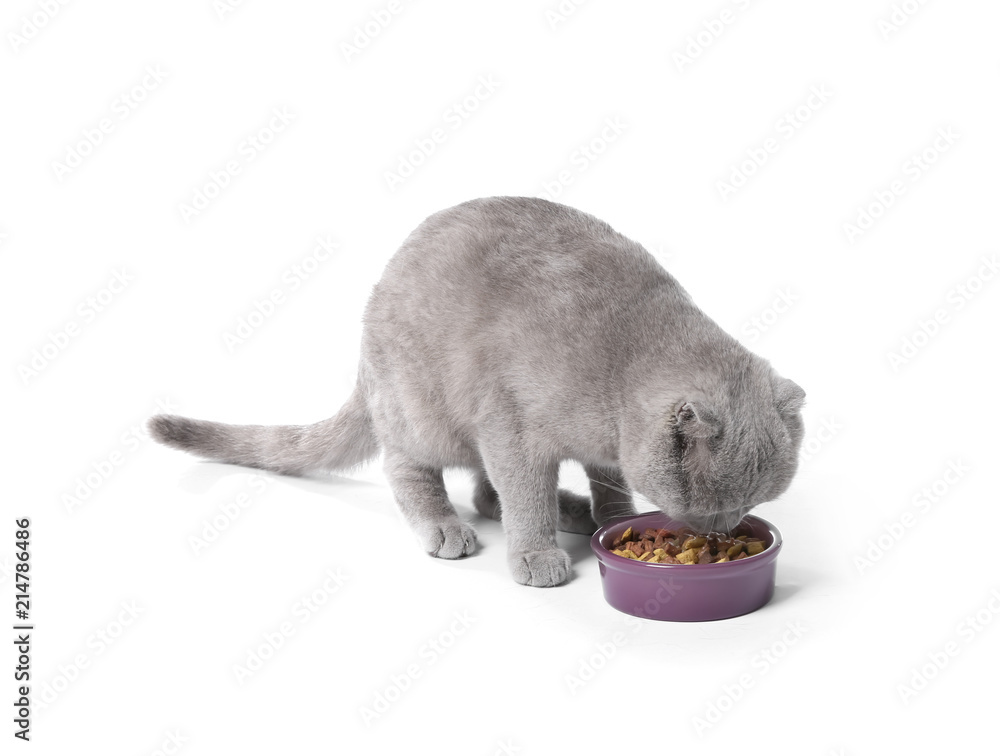 可爱的猫在吃白底碗里的宠物食品