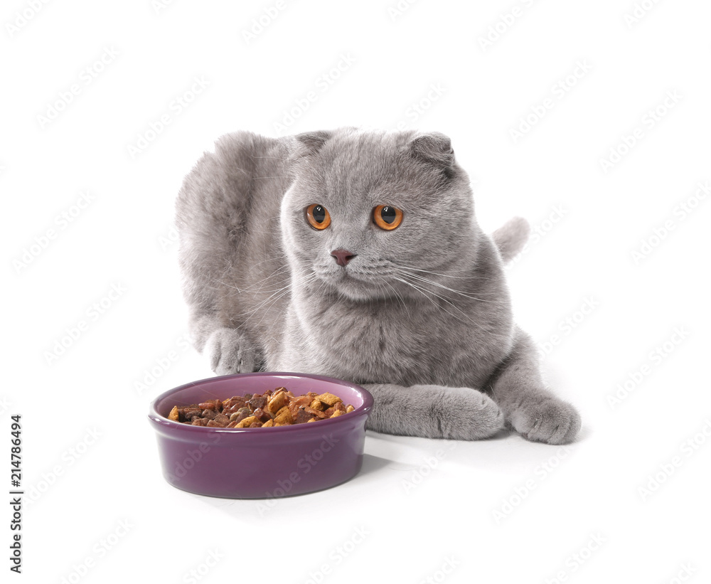 可爱的猫，白色背景上有一碗宠物食品