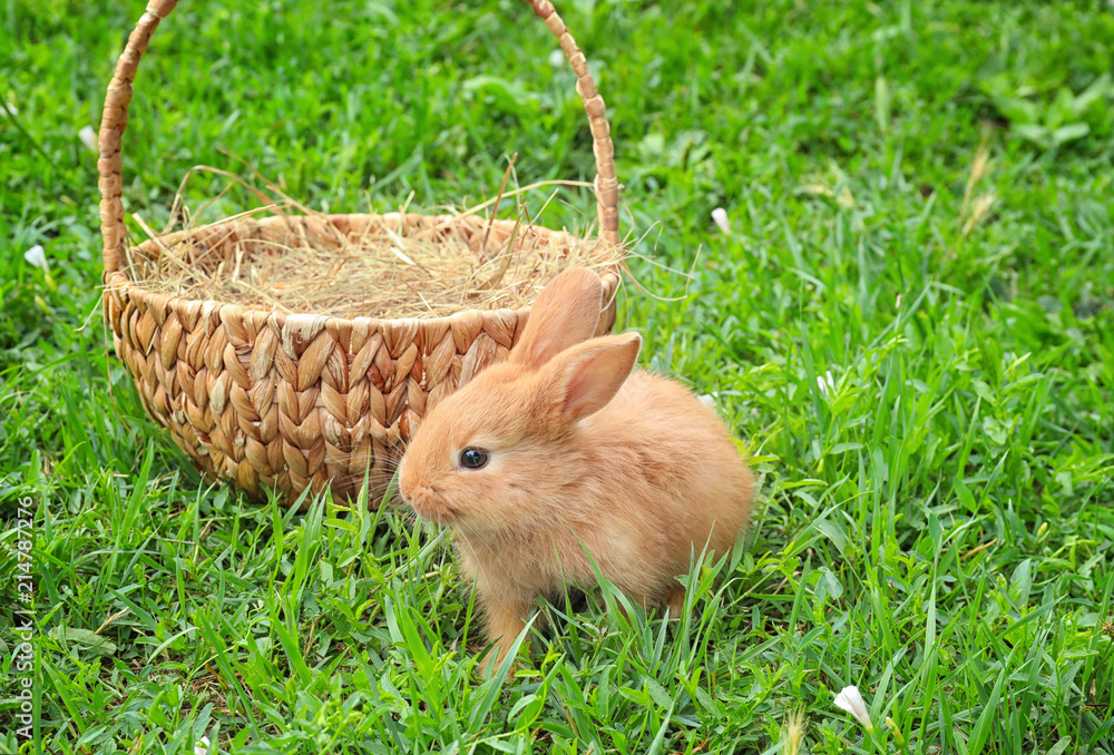 Cute fluffy bunny with wicker basket on green grass outdoors