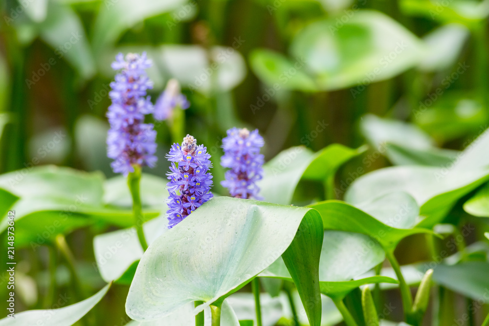 pickerelweed flower in full bloom