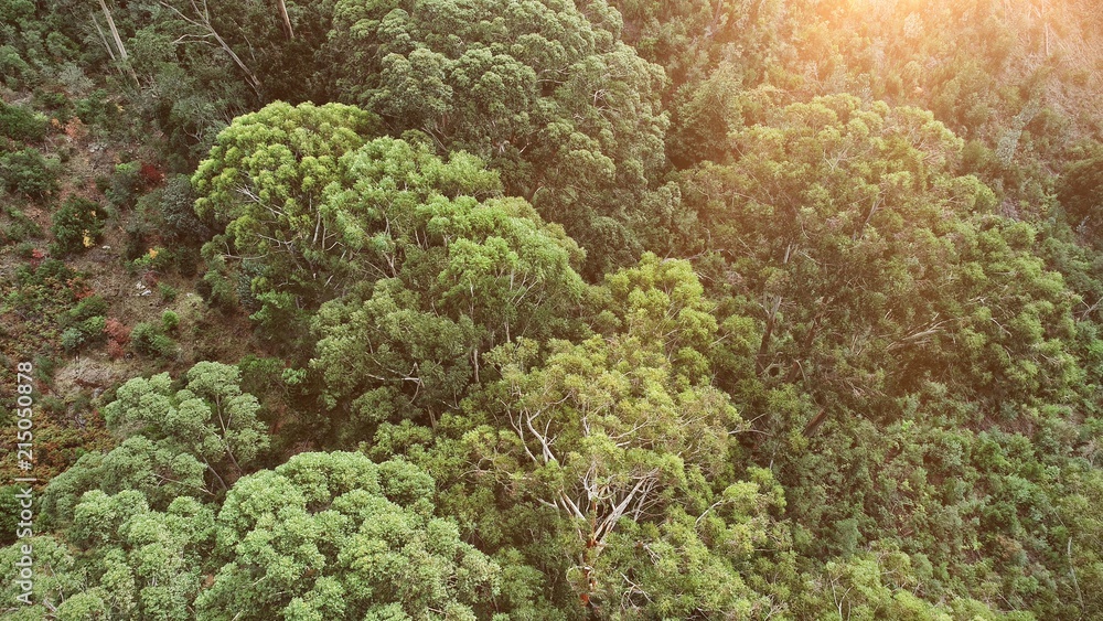 森林中的绿树，全景