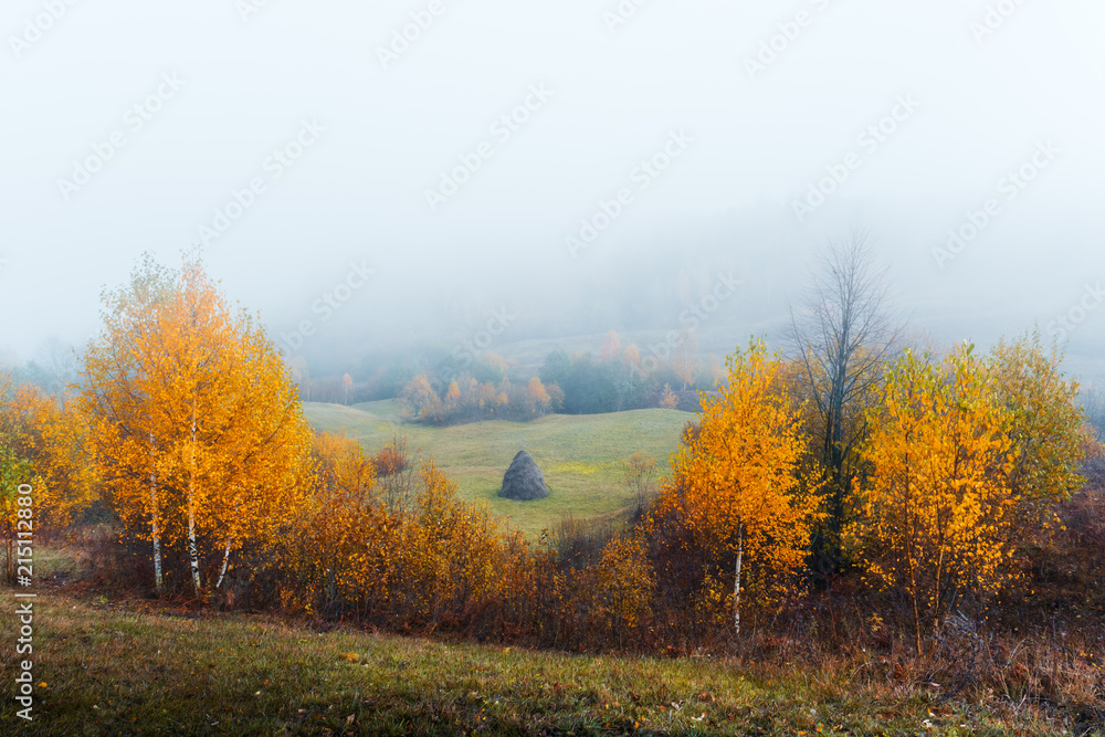 秋山上的美景。黄色和橙色的树木在美妙的晨曦中。喀尔巴阡山