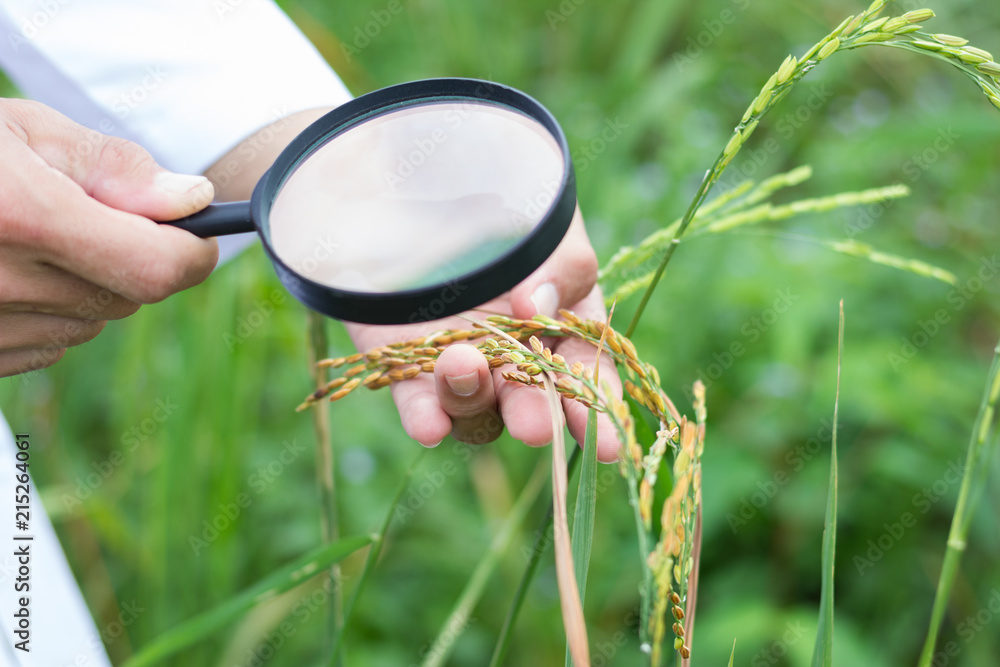 Researcher is checking  ear of rice