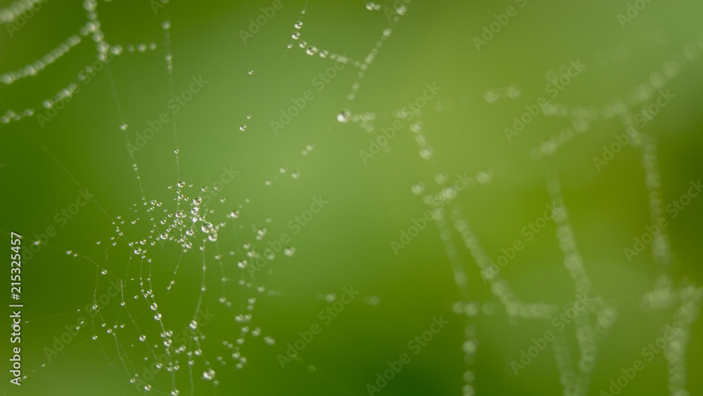 露水滴落的蜘蛛网。抽象背景