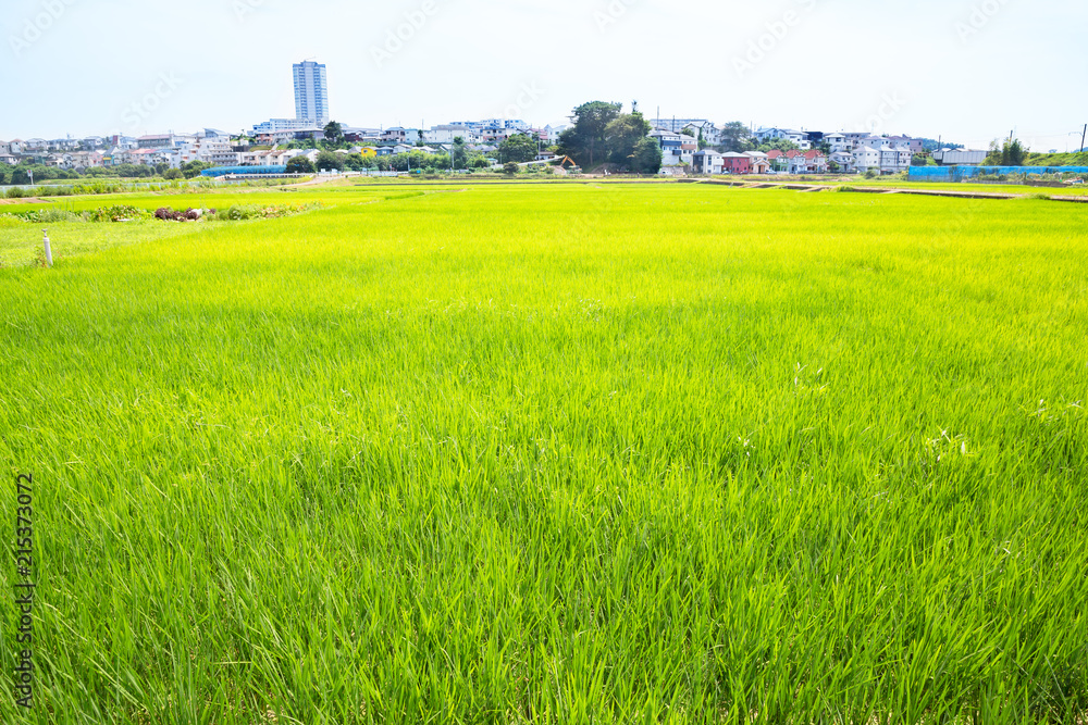 横浜郊外の田園風景