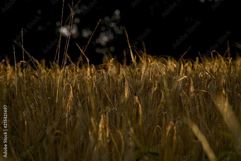 Goldenes Kornfeld mit Abendsonne