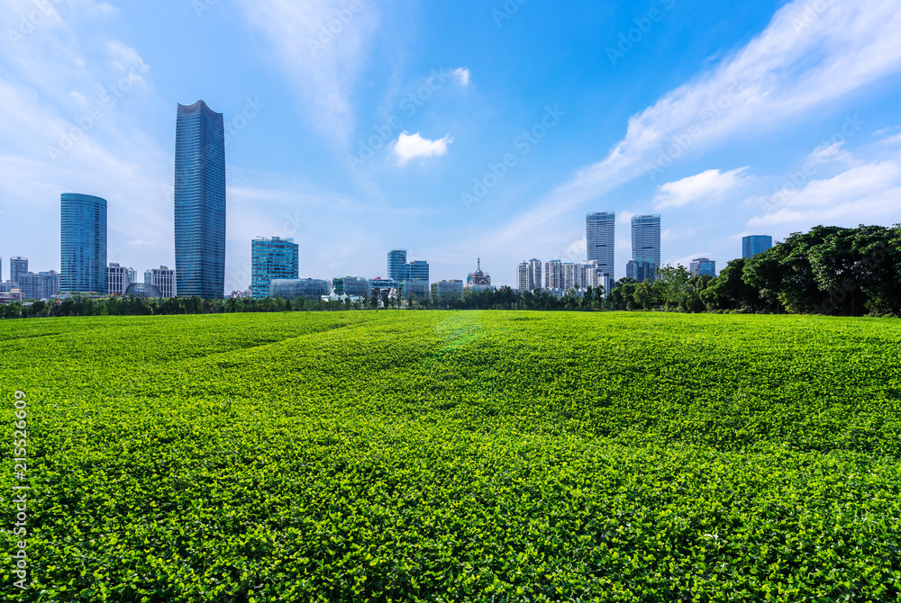 公园里的草原